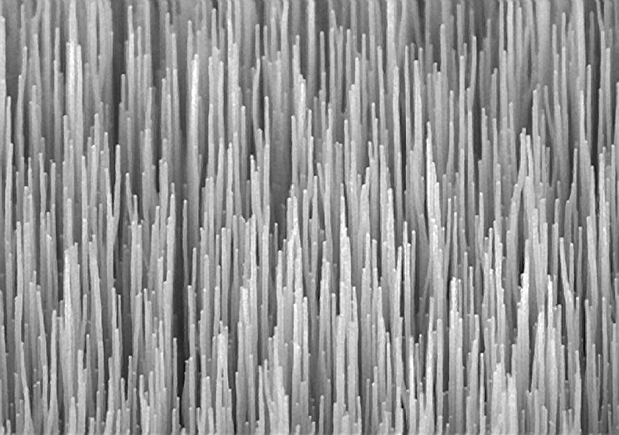 SEM photograph of multiwalled CNTs of an average diameter of 250 nm and a length of about 20 μm, grown on a stainless steel electrode.